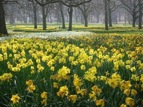 This image has an empty alt attribute; its file name is daffodils.jpg