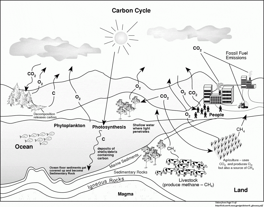 The Ecosystem and Cycles – Page 24 With Carbon Cycle Diagram Worksheet
