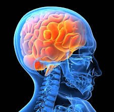 enhance your human brain