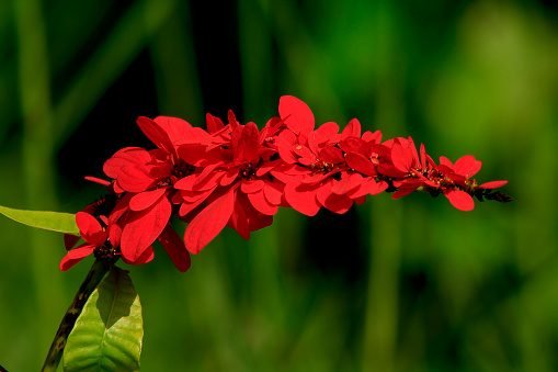 National Symbols Of Trinidad And Tobago Study Assistant
